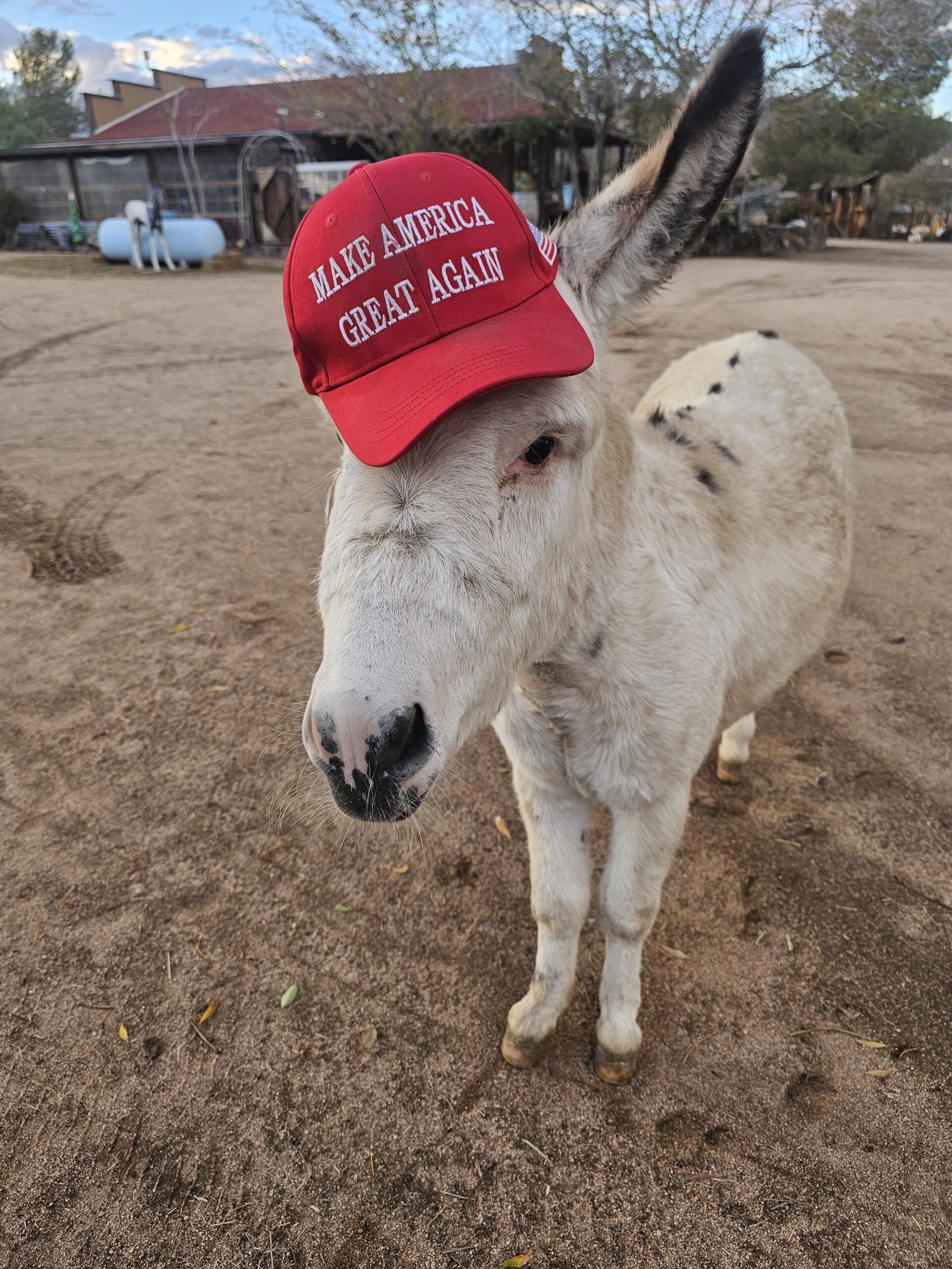 Buckaroo aka “Bucky”